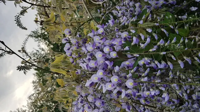 Letterkenny Butterfly Garden