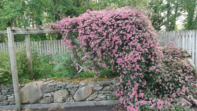 Letterkenny Butterfly Garden