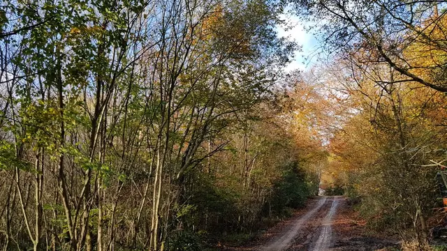 Drummonaghan woods