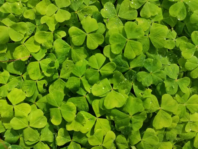 Ballykeeran Forest Trail