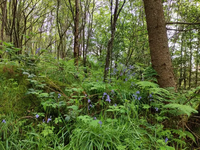 Ballykeeran Forest Trail