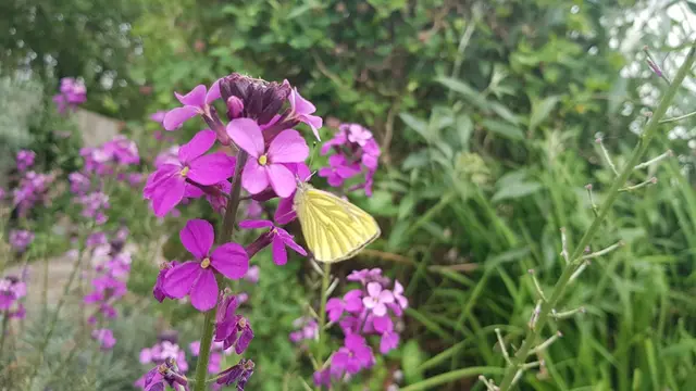 Letterkenny Butterfly Garden