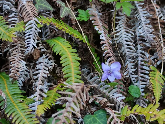 Duntally wood, Creeslough