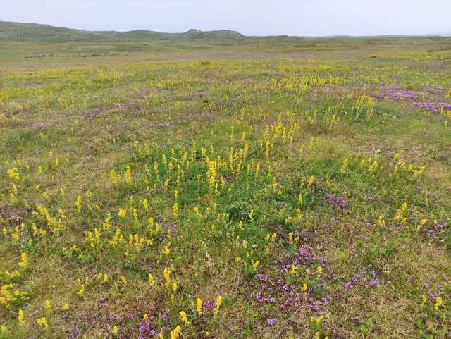 a field of flowers