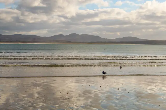 a bird on a beach