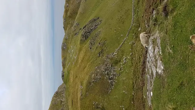 a sheep on a hill