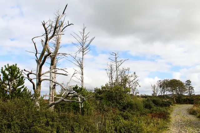 a group of trees in a field