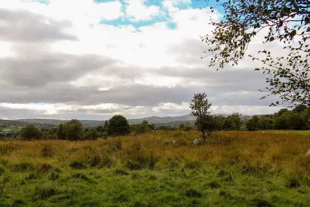 Ballyaar wood