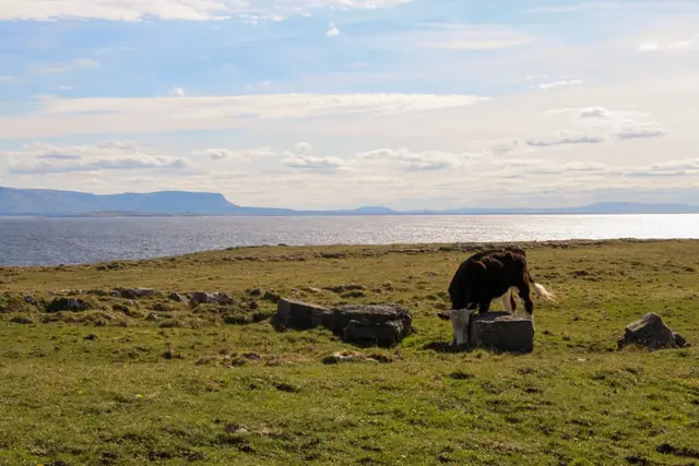 a cow grazing on a hill