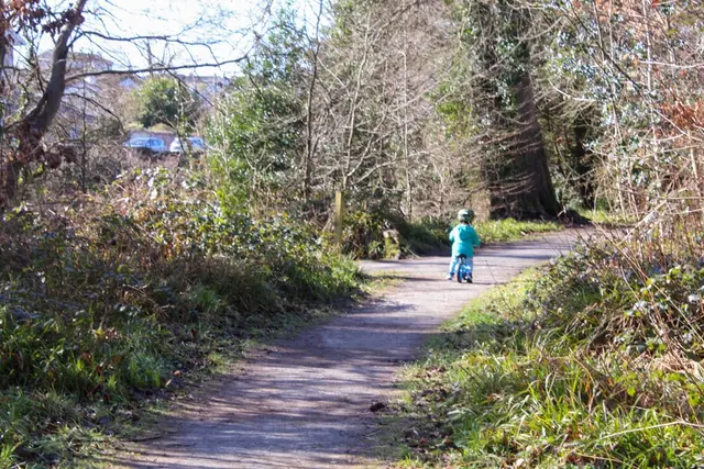 Drumboe woods