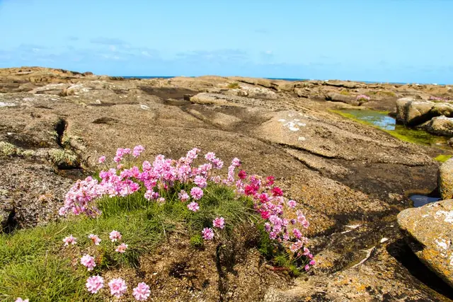 a field of flowers
