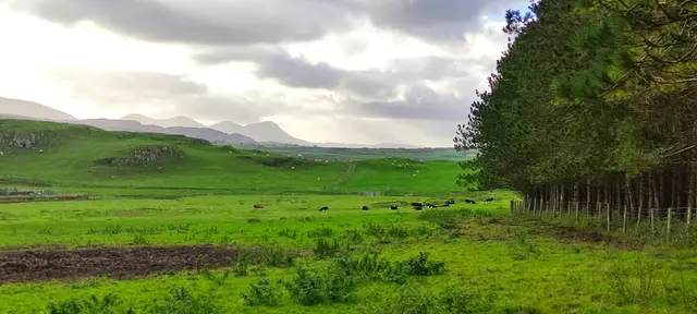 a grassy field with trees and mountains in the background