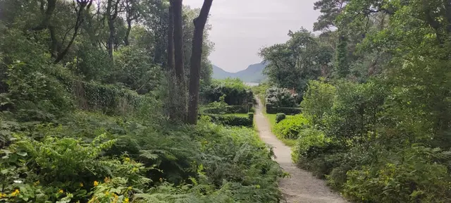 a dirt path through a forest