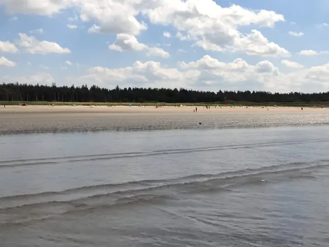 a beach with trees in the background