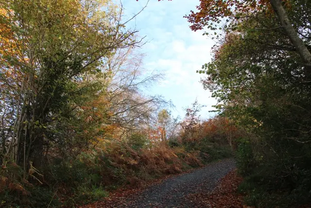 a road with trees on either side
