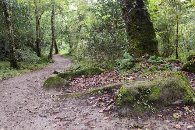 Ballyarr Wood