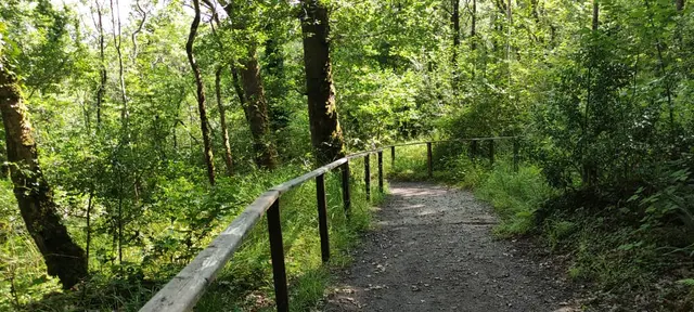 a path through a forest