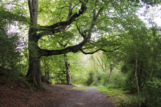 Ballyaar wood