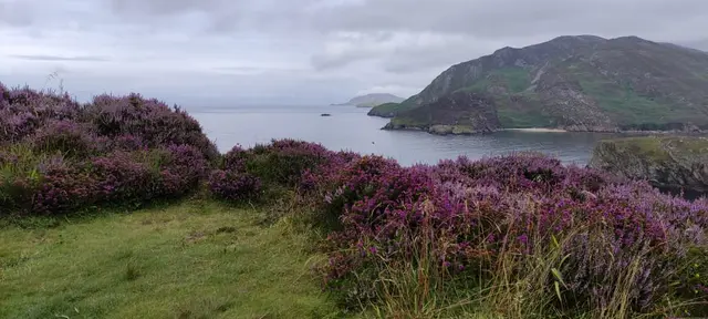 a grassy hill with a body of water in the background