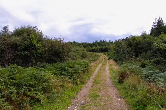 a dirt road surrounded by trees