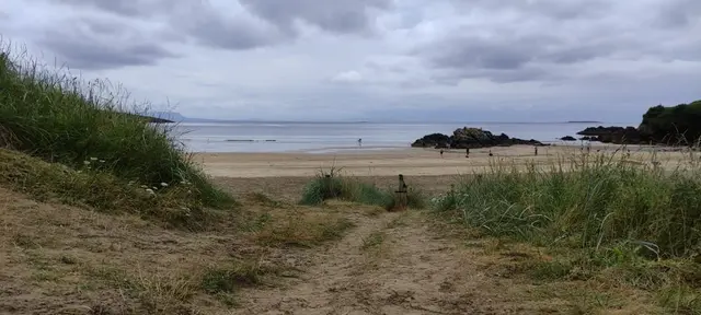 a sandy beach with grass and trees