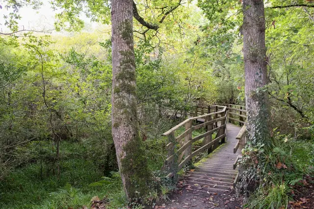 Ballyaar wood