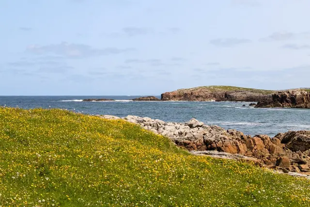 a rocky beach with yellow flowers