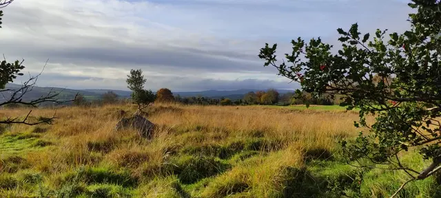Ballyarr Wood