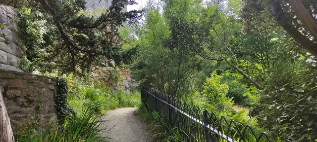 a path through a forest