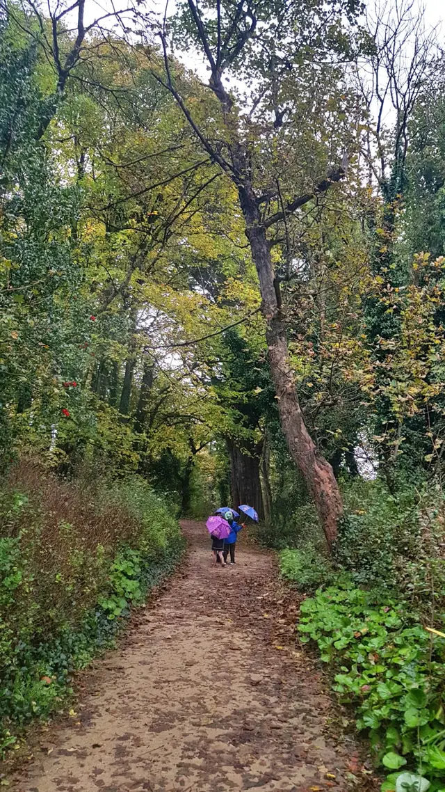 Forest walk