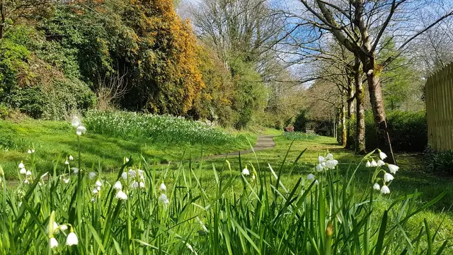 a field of flowers