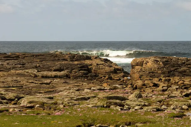 a rocky beach with flowers