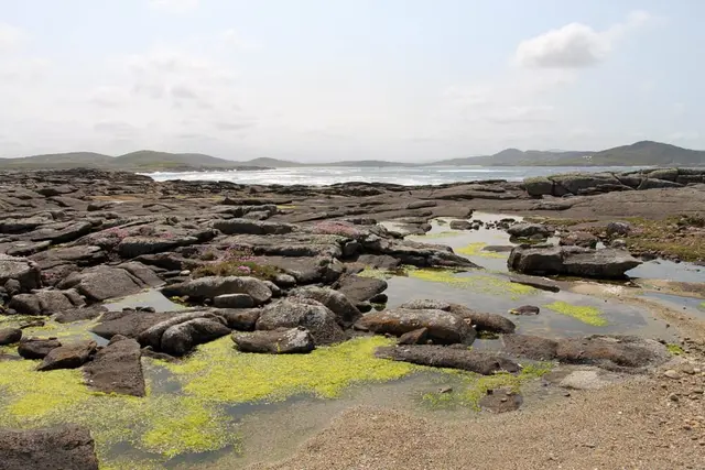 a rocky beach with green plants