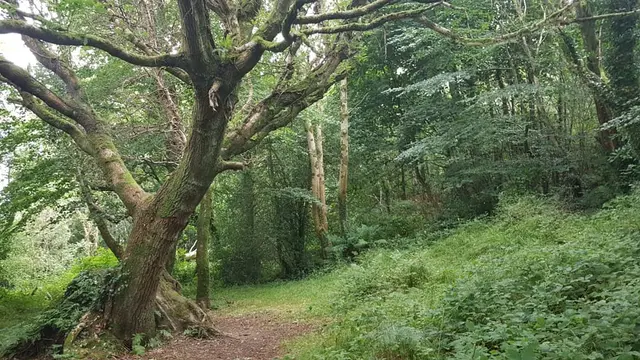 Ballymacool wood