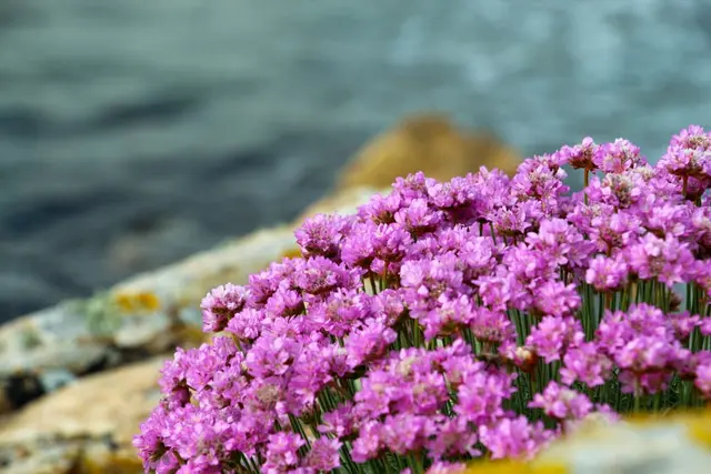 a group of flowers