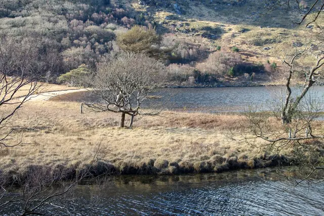 a river with trees and grass