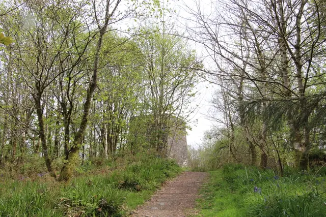 a dirt path through a forest