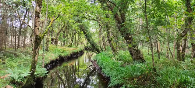 a stream in a forest