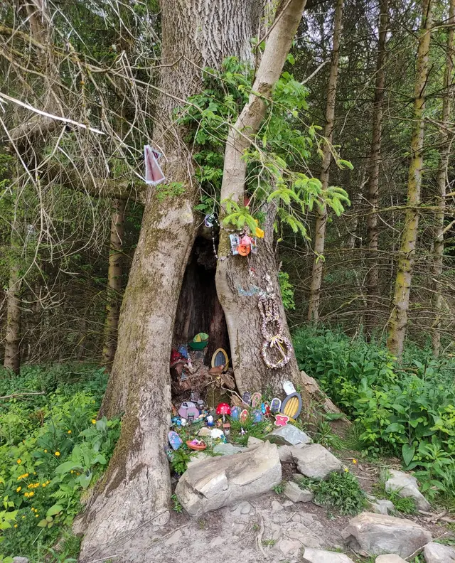 Corrovaddy Wood