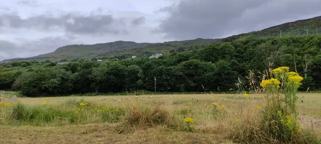 a field of grass with trees in the background