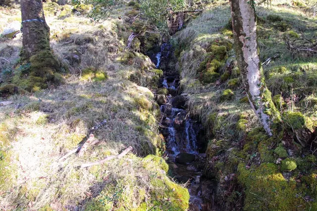 a small stream in a forest