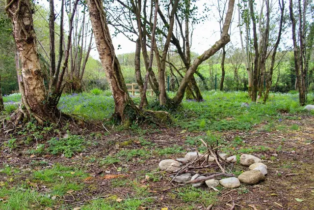a forest with trees and rocks