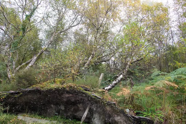 Colmcille Trail