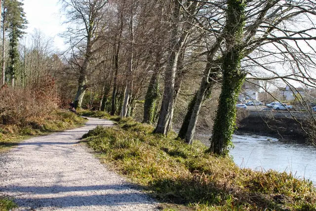 Drumboe woods