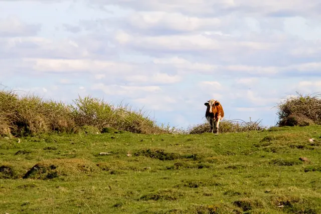 a cow standing on a grassy hill