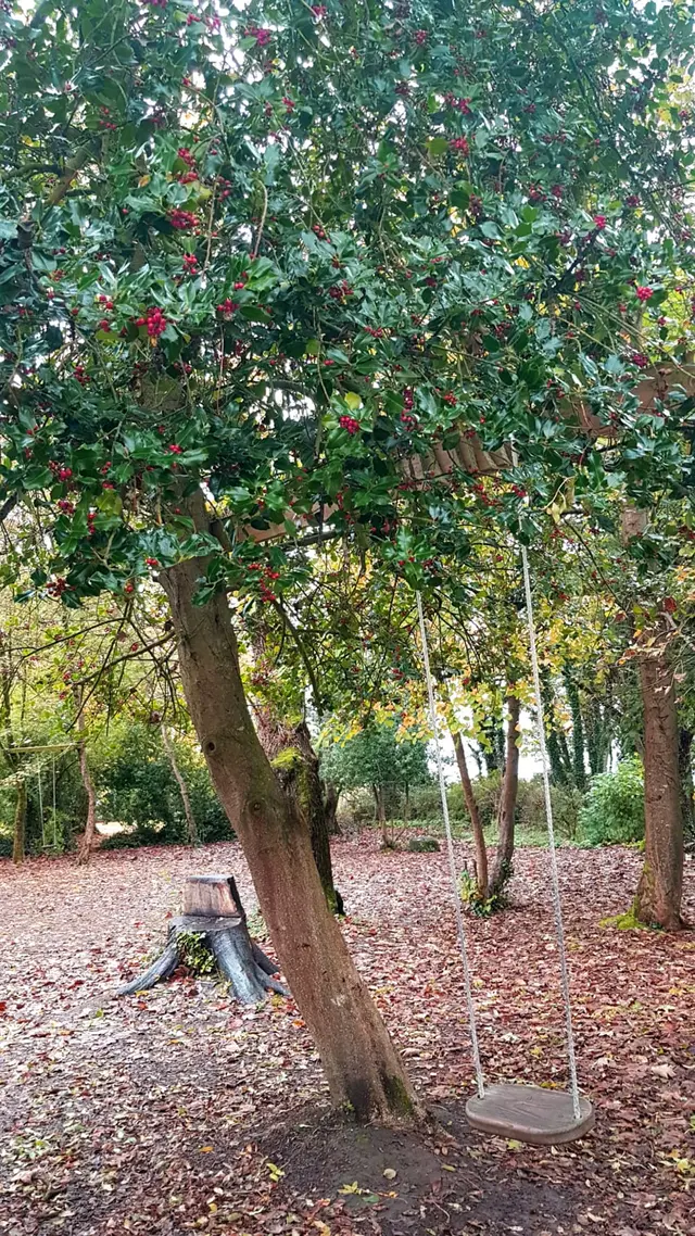Forest swings