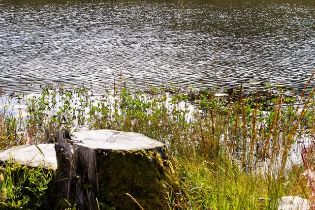 a rock in the water