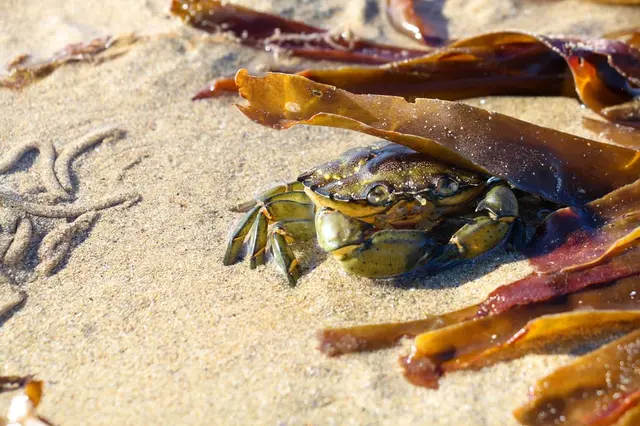 a crab on Port Na Ling Beach, Inishowen 