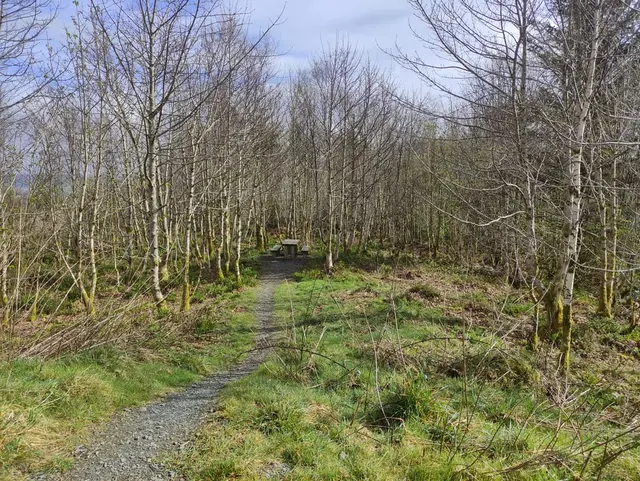 a dirt path through a forest