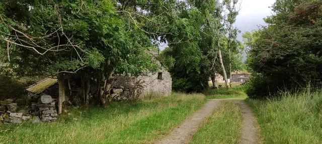 a dirt road with trees on either side of it